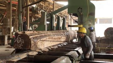 El crecimiento de la industria maderera